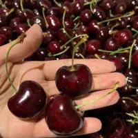 فروش تضمینی نهال گیلاس سیاه تک دانه مشهد