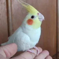 عروس هلندی لوتینو دستی|پرنده|خواف, |دیوار