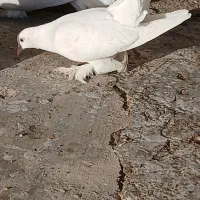 1300|پرنده|دهدشت, |دیوار