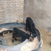 بز‌ماده|حیوانات مزرعه|شادگان, |دیوار