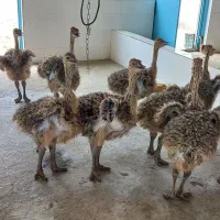 کارگر ساده مزرعه شترمرغ