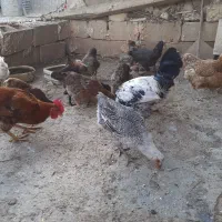 6تا مرغ و 1 خروس