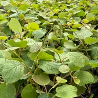 نهال کیوی هایوارد طلایی و خونی