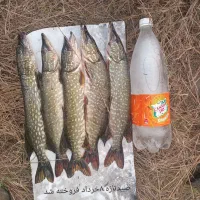 اردک ماهی صیدتازه