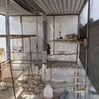 قعس کبوتر