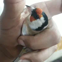 سهره های قفسی|پرنده|اهواز, اسلام آباد شرقی|دیوار