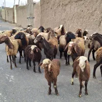 میش بره درج یک باب داشت