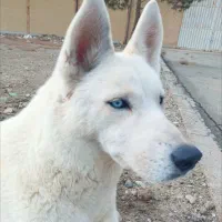 سگ هاسکی یخی