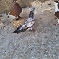 کفتر بوربوری|پرنده|قم, شهرک امام حسن|دیوار