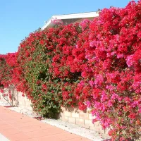 خدمات مهندسی باغبانی و کشاورزی|خدمات باغبانی و درختکاری|شاهین‌شهر, مخابرات (شهید بهشتی)|دیوار
