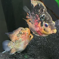 ماهی فلاور کوتوله (باکس)|ماهی|تهران, ابوذر|دیوار