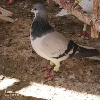 چپ کبود نر جوان کفتر به شرط|پرنده|اقبالیه, |دیوار