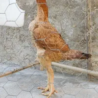 مرغ لاری اوشامو