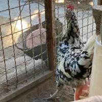 مرغ و خروس