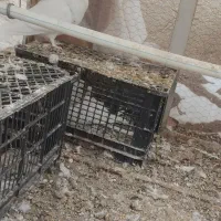 کبوتر|پرنده|کرج, چهارصد دستگاه|دیوار