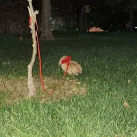 خرگوش لوپ مهربون|موش و خرگوش|مشهد, ابوذر|دیوار