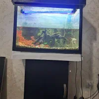انواع آکواریوم|ماهی|نیشابور, مسکن مهر نور|دیوار