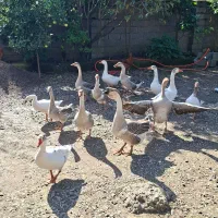 غاز محلی و قو غاز