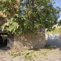 گردوی ارگانیک امسال.منطقه کردان کرج.محصول باغ شخصی|خوردنی و آشامیدنی|تهران, سید خندان (جلفا)|دیوار