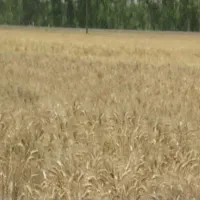 معاوضه گندم با جو