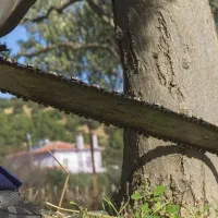 قطع درخت و حرص درخت