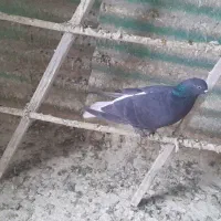 کبوتر|پرنده|فردیس, شهرک ۱۱۰|دیوار