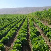 کاهو|خوردنی و آشامیدنی|رومشکان, |دیوار