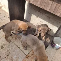 واگذاری رایگان سگ