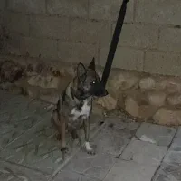 واگذاری مالینویز ماده