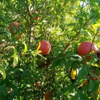 انار|خوردنی و آشامیدنی|بهشهر, |دیوار