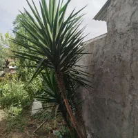 درختچه یوکا