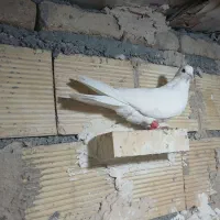 ماده سفید تهرانی