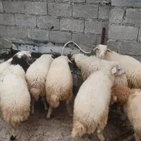 فروش گوسفند|حیوانات مزرعه|ماسال, |دیوار