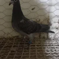 دوبر بالا|پرنده|اردبیل, |دیوار