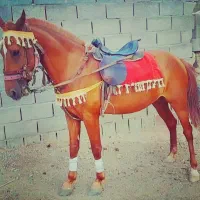 اسب|اسب و تجهیزات اسبسواری|تبریز, |دیوار