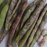 پاچ باقلی محلی سبزودانه دار