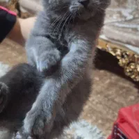 یک‌عدد‌گربه‌بریتیش