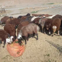 بره نر