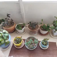 تعدادی گل و گلدان