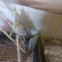 فروش عروس هلندی