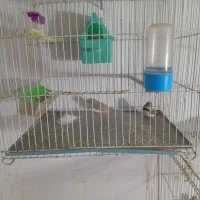 فنچ جفتکا با تخم و جوجه|پرنده|مشهد, پنجتن|دیوار