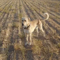 وگذاری سگ گله|سگ|آبکوه, |دیوار