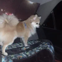 سگ پاپی ماده پامرانین|سگ|فلاورجان, |دیوار