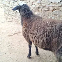 حیوانات مزرعە