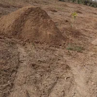 کود حیوانی، گوسفندی و گاوی تمیز