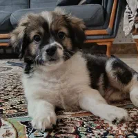 توله سگ اشپیتز