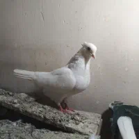 طوقی ابی|پرنده|قم, ولیعصر|دیوار