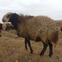 قوچ بره گوسفند بز