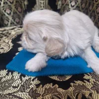 پاپی|سگ|فولادشهر, B9|دیوار