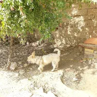 سگ پاکوتاه تریر تربیت شده ،حفت نرو ماده|سگ|کلاله, |دیوار